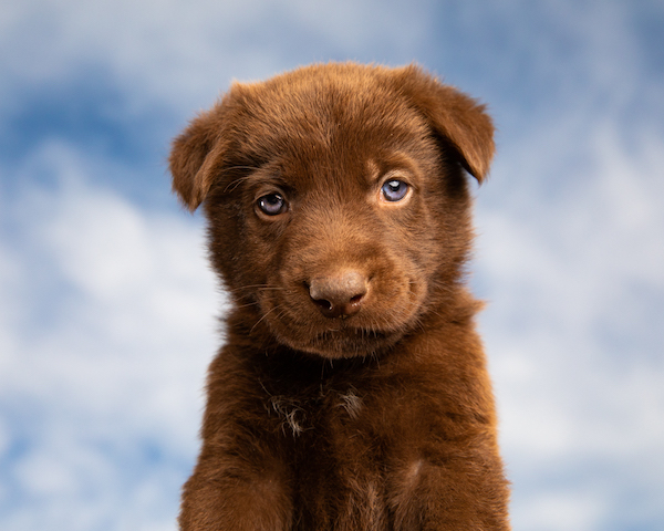 Cute Brown Puppy Against Blue Sky by Mark Rogers