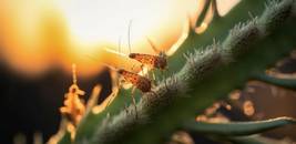 Macro Photography: A Journey into the Enigmatic Microcosm